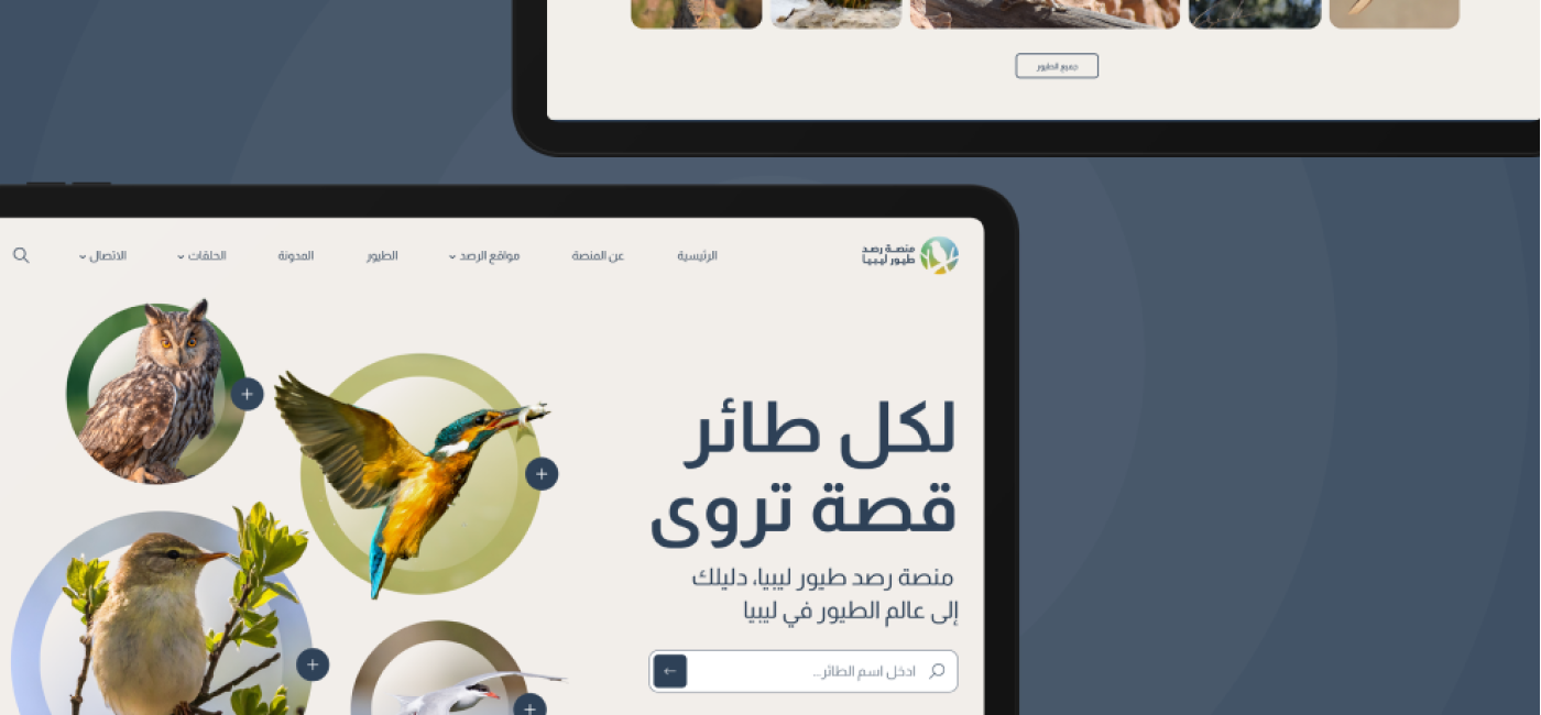 Libya Bird Monitoring Platform – rare Libyan bird species in natural habitat
