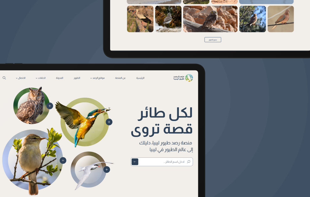 Libya Bird Monitoring Platform – rare Libyan bird species in natural habitat