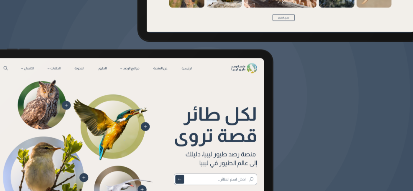 Libya Bird Monitoring Platform – rare Libyan bird species in natural habitat